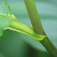 Dillenia suffruticosa (Griff.) Martelli